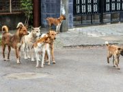 Taxă pe maidanezi într-o comună din România