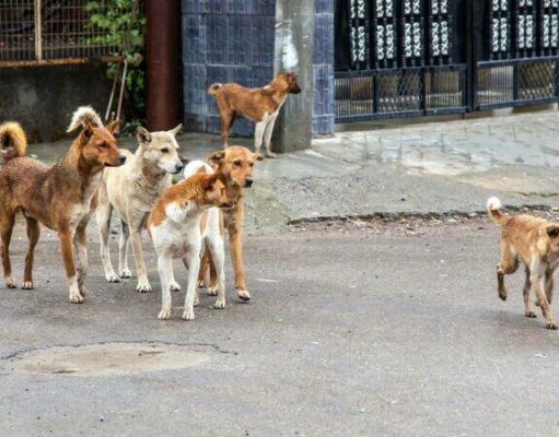Taxă pe maidanezi într-o comună din România