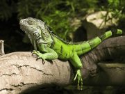 Gerul „îngheață” Florida: Iguanele cad din copaci