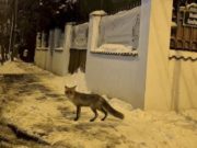Cumătra vulpe, la pas prin București