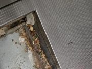 Mizerie, mâncare stricată, mucegai și gândaci în bucătărie