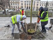 Capitala se umple de „arbori de gumă”
