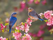 Primăvara astronomică a început!