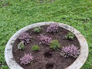 Florile din Parcul Cișmigiu, păzite de polițiști locali. Motivul?