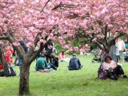 Cea mai mare Grădină Japoneză din Europa e în București