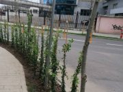 Sectorul 6: Stâlpișori înlocuiți cu arbuști