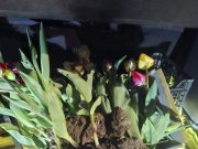 Hoții de flori lovesc din nou: lalele smulse cu tot cu bulbi, noaptea, în Sectorul 6