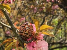 Hanami în Parcul Herăstrău: sărbătoarea cireșilor înfloriți la București