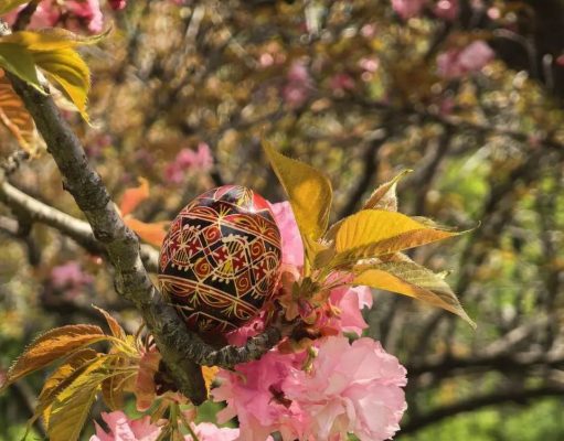 Hanami în Parcul Herăstrău: sărbătoarea cireșilor înfloriți la București