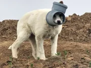 Câine cu capul blocat într-o țeavă, de zile întregi